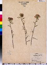 Castilleja coccinea image