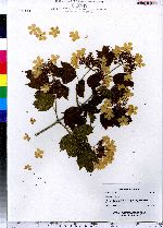 Viburnum opulus image