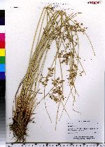 Juncus effusus image