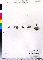 Selaginella rupestris image