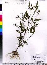 Bidens frondosa image