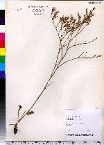 Limonium carolinianum image