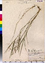 Agrostis stolonifera image