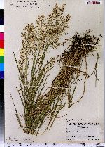 Agrostis stolonifera image