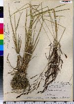 Agrostis stolonifera image