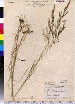 Agrostis stolonifera image