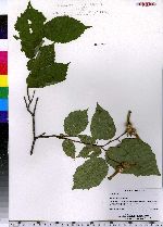 Corylus cornuta image