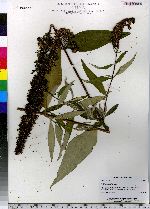 Buddleja davidii image