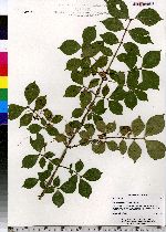 Euonymus alatus image