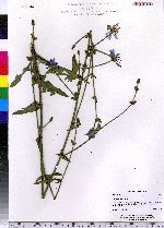 Cichorium intybus image