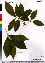 Calycanthus floridus image