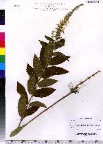 Teucrium canadense image