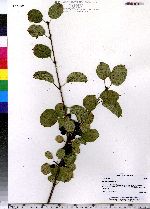 Rhamnus cathartica image