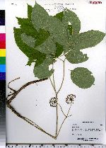 Aralia nudicaulis image