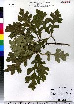 Quercus macrocarpa image