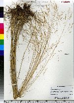 Deschampsia flexuosa image