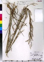 Schizachyrium scoparium image