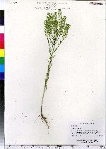 Lepidium virginicum image