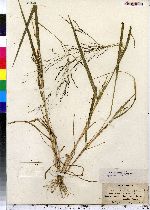 Panicum dichotomiflorum image