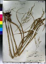 Panicum virgatum image