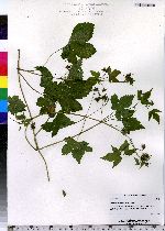 Humulus japonicus image