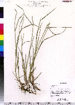 Poa compressa image