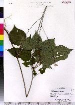 Desmodium glutinosum image