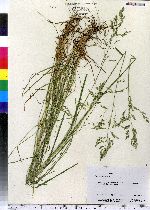 Poa pratensis image