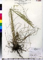 Poa pratensis image