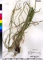 Carex sprengelii image