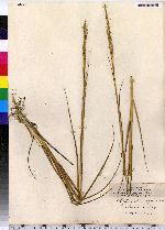 Spartina alterniflora image