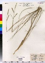 Spartina patens image