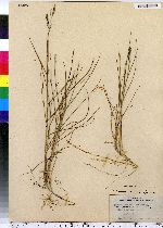 Spartina patens image