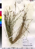 Spartina patens image