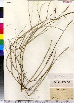 Spartina patens image