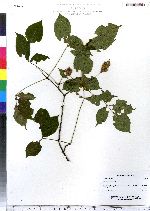 Staphylea trifolia image