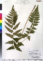 Dryopteris cristata image