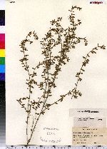 Polygonum aviculare image