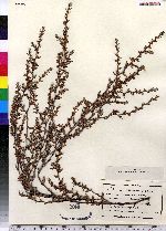 Polygonum glaucum image