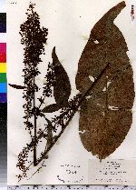 Rumex orbiculatus image