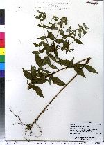 Pycnanthemum muticum image