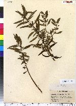 Lysimachia terrestris image