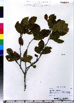 Alnus incana ssp. rugosa image