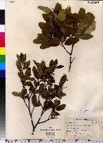 Amelanchier bartramiana image