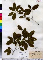 Amelanchier bartramiana image