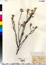 Amelanchier bartramiana × oblongifolia image