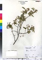 Amelanchier canadensis image