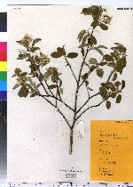 Amelanchier canadensis image