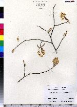 Amelanchier canadensis image