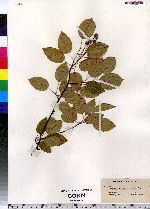 Amelanchier laevis image